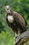 Shallow focus vertical shot of a vulture resting on a tree branch with a blurred background