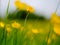 Shallow focus view of wild Buttercup flowers seen in a large meadow in summertime.