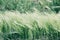 Shallow focus of a wide field of common barley in a windy weather - perfect for a background