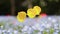 Shallow focus of yellow Iceland poppy flowers vibrating on the ground