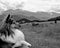 Shallow focused greyscale shot of a beautiful collie dog in mountainous fields