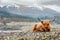 Shallow focused shot of a fluffy highland cow with long horns, blurred mountain in the background