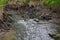 A shallow forest river with a wild view. Forest small river wild landscape. Wild river stream branches.