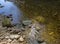 Shallow riverbed with a rocky bottom , unhurried flow of water, autumn walks in nature