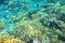 Shallow sea coral reef. Tropical seashore inhabitants underwater photo.