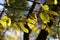 Shallow shot of a bright and golden foliage on trees on a sunny autumn day