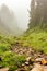 shallow stone creekbed running through deep foggy landscape of trees and grass