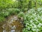 Shallow stream with wild garlic on the banks