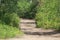 A shallow view of a off road trail through trees