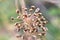 A shallow view of the top of a dill seed cluster