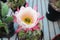 Shallow view of the top of a torch cactus flower