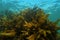 Shallow water kelp forest