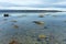 Shallow waters with floating seaweed on the coast of Maine