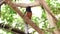 Shama malabar bird or White-rumped shama in a tree - Kittacincla malabarica