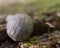 Shaman stone from the north rim of the Grand Canyon in Utah in the USA. On a bark tree in the forest. Moqui marble. Mochi