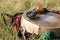 Shaman tambourine and a mallet