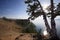 Shaman tree in Baikal lake