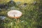 shamanic drum in nature, shamanic drum made of deer goat.