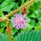 Shameplant flower | Mimosa pudica blossom
