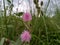 Shameplant flowers beautiful in nepal