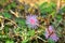 Shameplant, Mimosa pudica, is a creeping plant