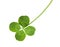 Shamrock