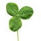 Shamrock