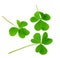 Shamrock