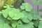 Shamrock, cloverleaf, Irish leaves, 4 complete petals, many big leaves, sunlight Background wind shadow st patrick religion St.