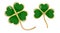 Shamrock icons on white background. Three and four-leaf clover