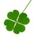 shamrock isolated pictures