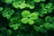 Shamrock, a natural background for the feast of St. Patrick