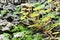 Shamrock plant closeup, soil with moss