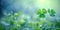 Shamrock three leaf clover background. Lucky fortune Irish three leaves clover symbol for St. Patrick day