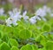 Shamrock; wood sorrel Oxalis acetosella