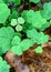 Shamrocks growing through the leaf litter