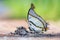 Shan Nawab or Polyura nepenthes nepenthes Grose-Smith, 1883 , beautiful butterfly feeding on animal dung.