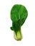 Shanghai Bok Choy isolated on white background