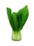 Shanghai Bok Choy isolated on white background