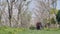 Shanghai, China - April 1, 2019: elderly couple hand in hand walking in the cherry blossom forest in sunny day