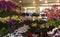 Shanghai\'s flower market and vivid orchid shops