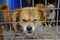 Shanghai stray dog rescue station