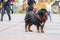 SHANGRI-LA, CHINA - April 20, 2016: Dog (Tibetan mastiffs) for tourists to take a picture.