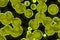 Shape of bacterial cell: cocci, bacilli, spirilla bacteria