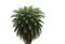 Shape of Chilean wine palm on isolated background