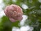 Shape and colors of Plume rose that blooming