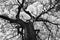 Shape of Samanea saman trees and pattern of branch in black and white tone