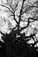 Shape of Samanea saman trees and pattern of branch in black and white tone