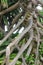 the shape and texture of the thorny pandan roots that grow along the beach