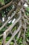 the shape and texture of the thorny pandan roots that grow along the beach